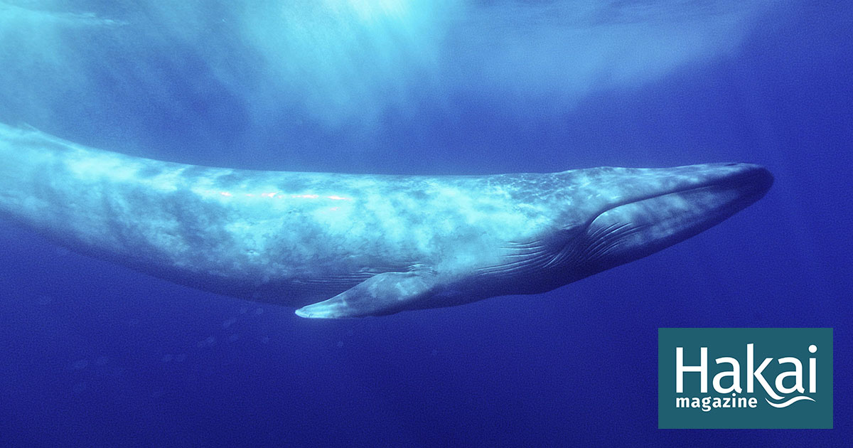 real images of blue whale
