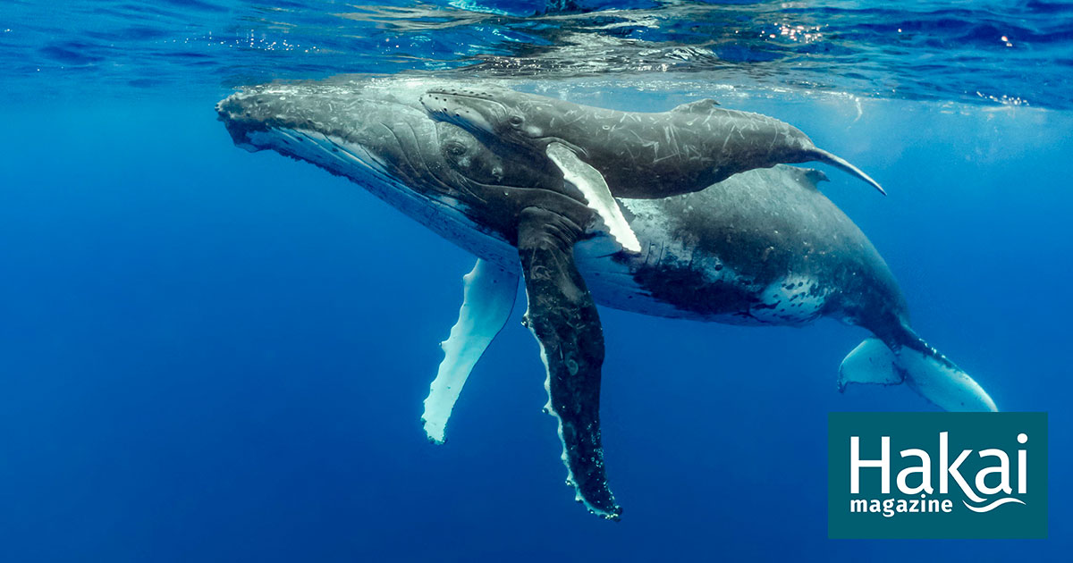 Prints Digital Prints humpback whale dives whale feeding before ...