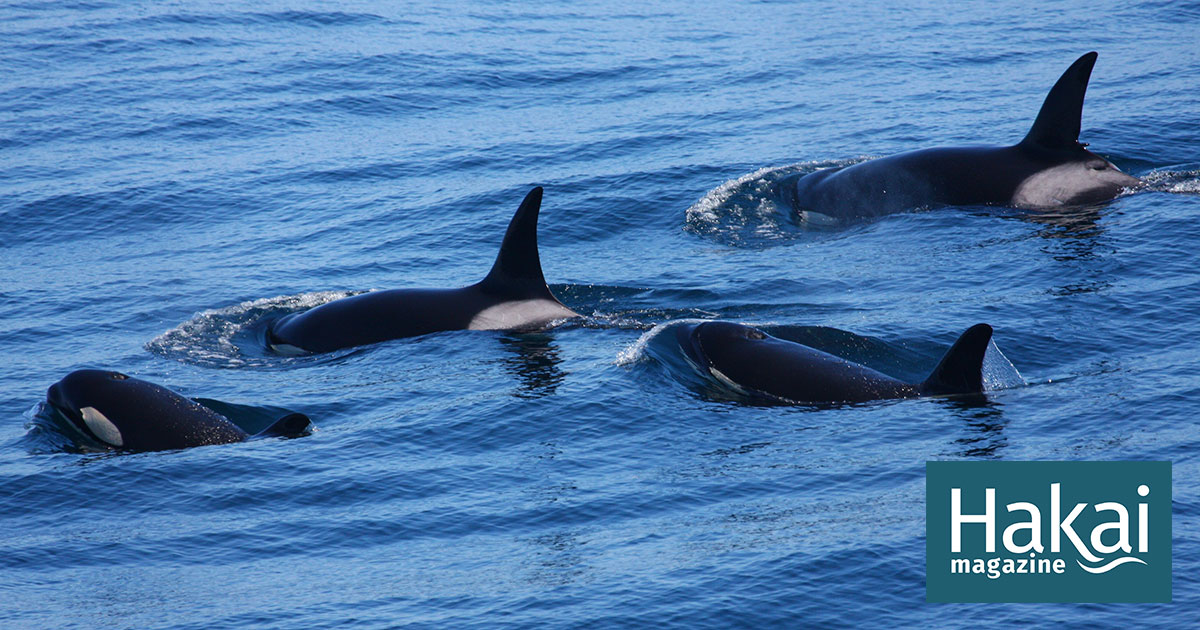Unlocking the Mysteries of the Outer Coast Killer Whales | Hakai Magazine
