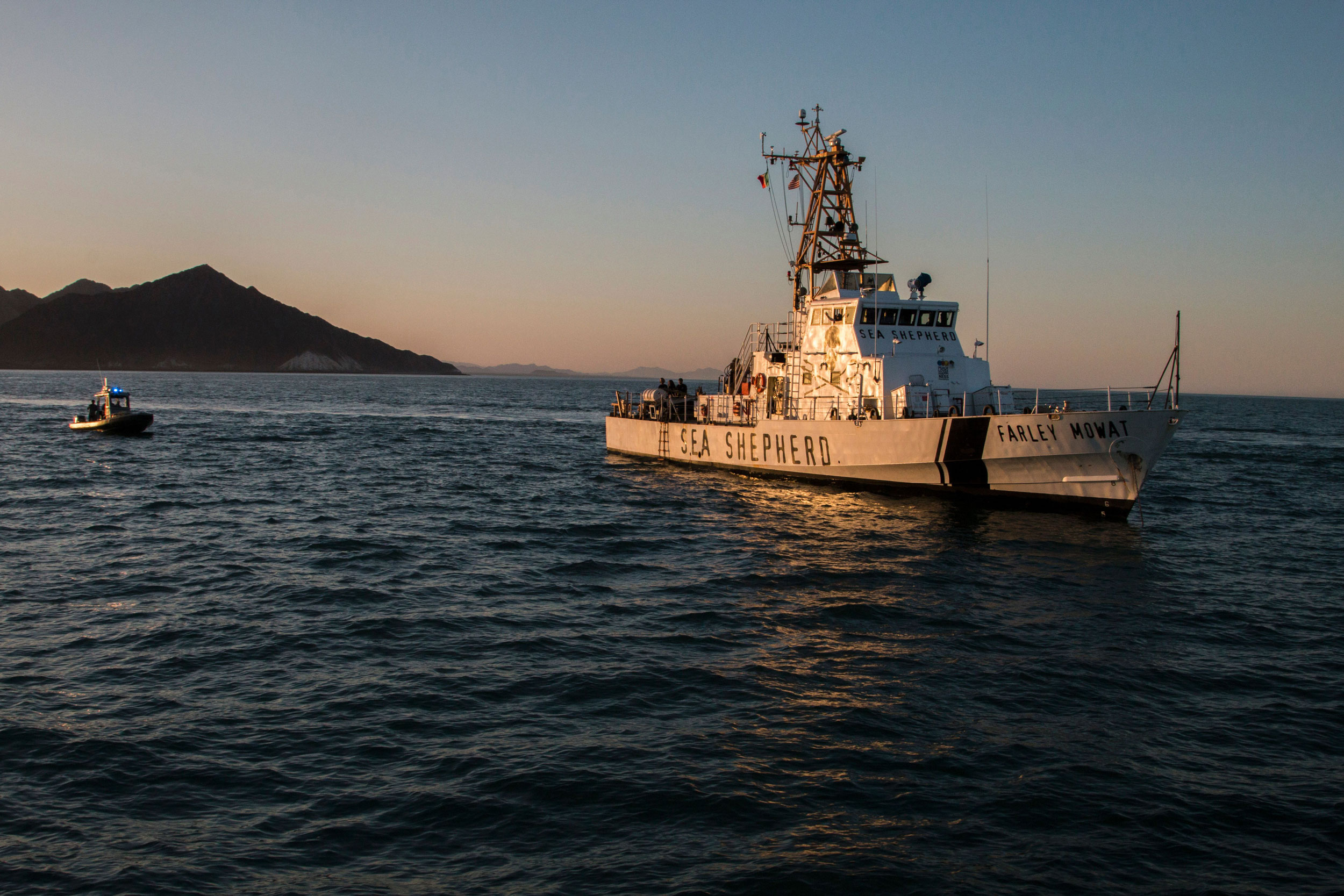 With approval from the Mexican government, the Sea Shepherd Conservation Society has been patrolling the Gulf of California since early 2015, monitoring totoaba poaching and later collecting illegal gill nets that can ensnare vaquitas and a variety of other wildlife. Photo by Hector Guerrero/AFP/Getty Images