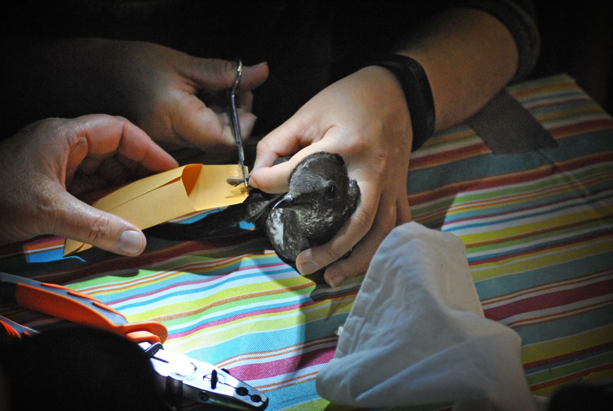 A researcher snips a breast feather from a marbled murrelet aboard the RV Pacific Storm. The feather will be used to determine what the murrelet was eating prior to the breeding season.