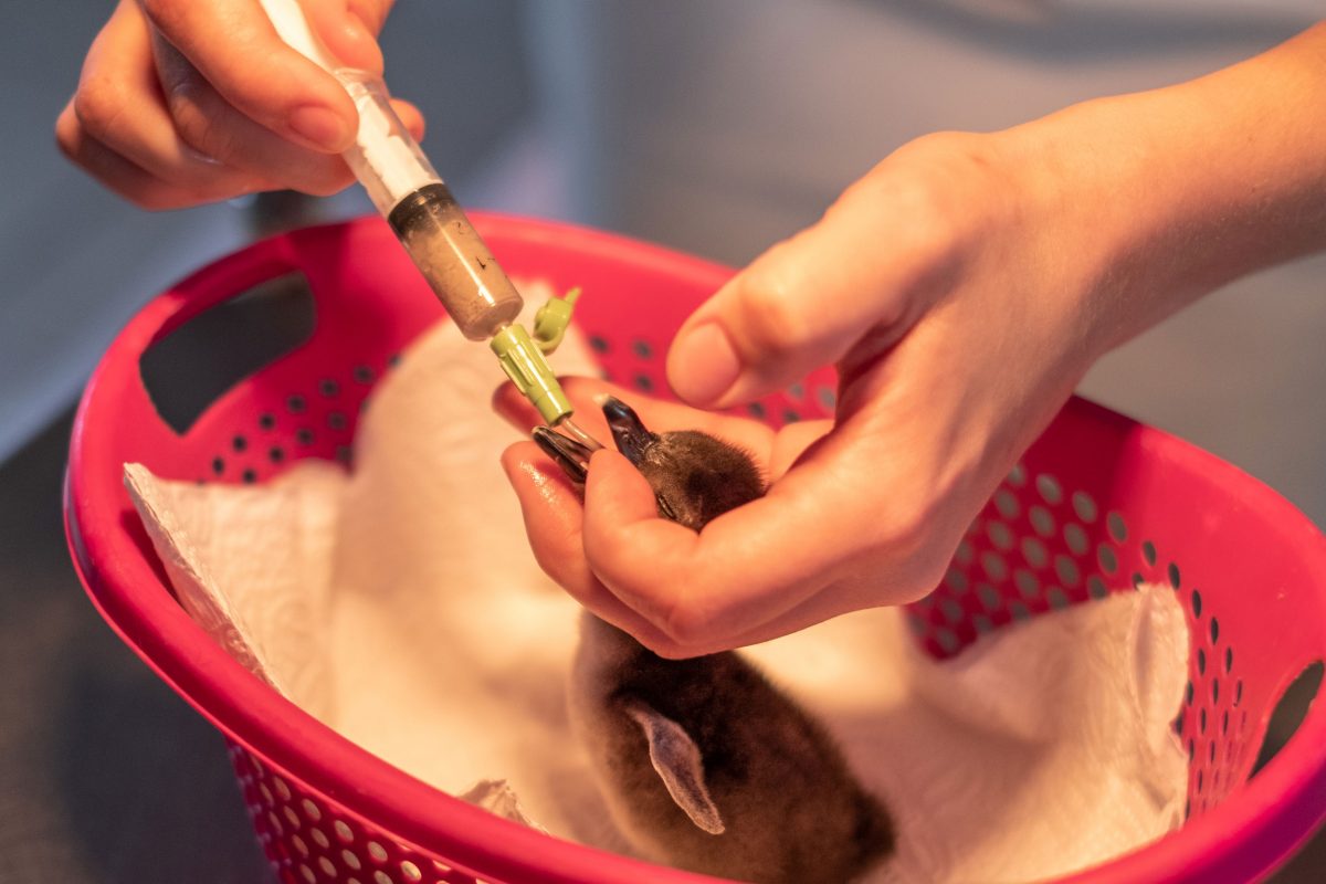 Cadman feeds blended sardines to a newly hatched African penguin in SANCCOB’s chick rearing unit. 