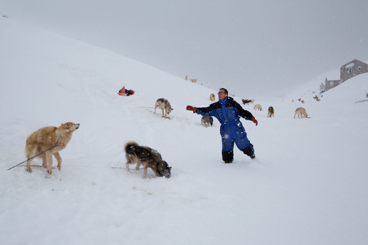 Kunuk Abelsen tosses some seal meat to his dogs after a successful day of hunting. Photo by Ken Bower