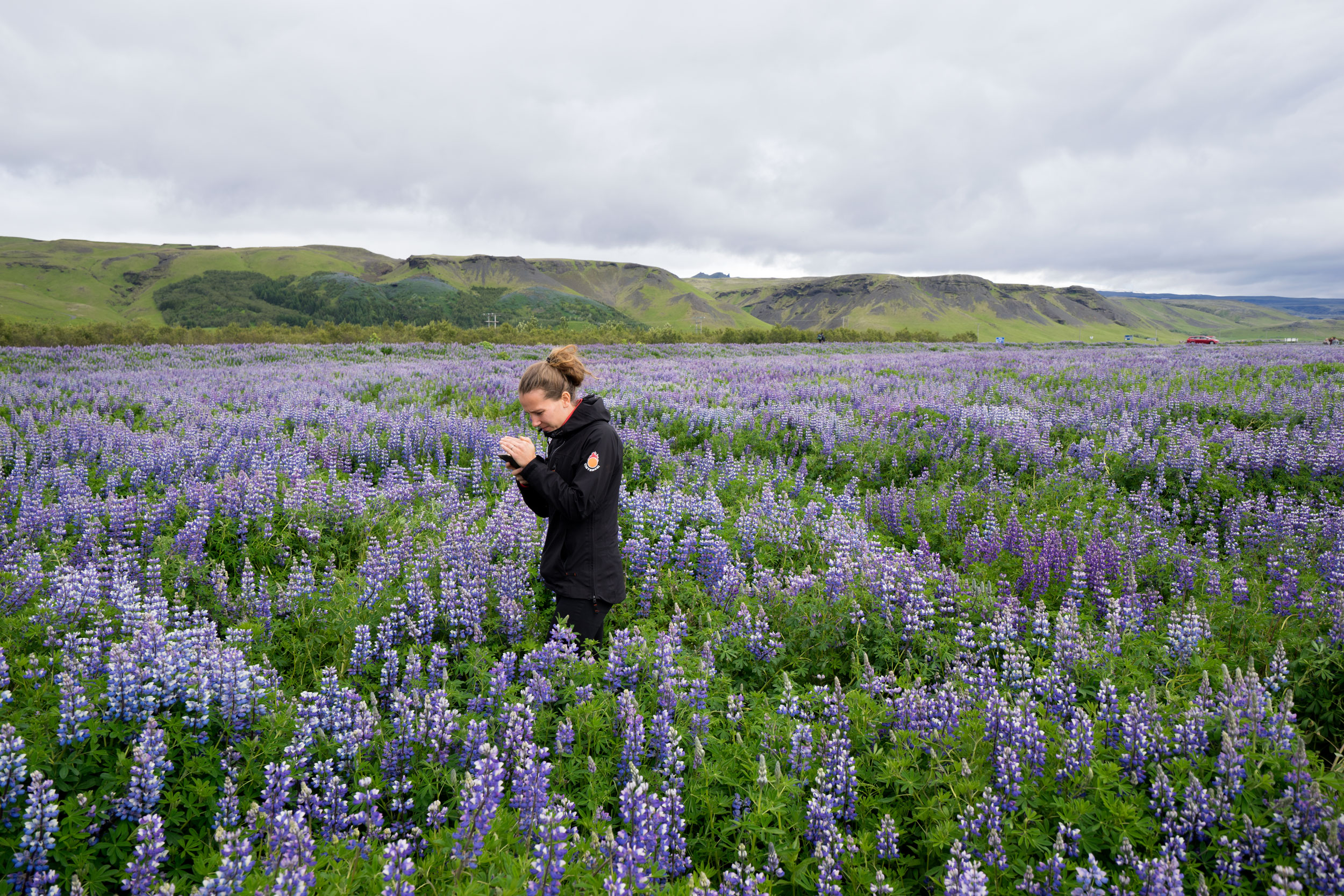 woman in a field of lupine in Iceland