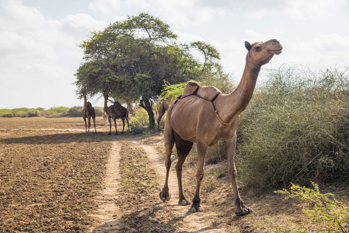 a Kachchhi camel strolls across a farmer’s field