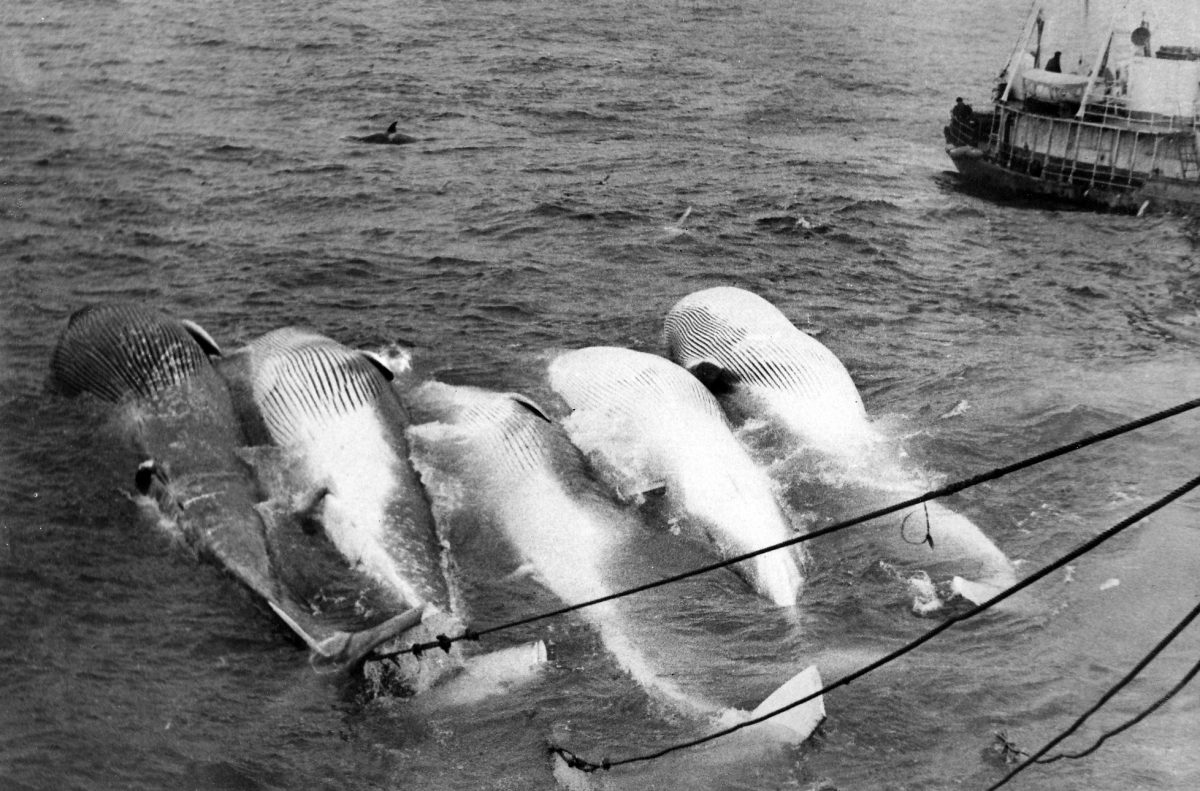 Five fin whales being towed behind a Soviet whaling ship