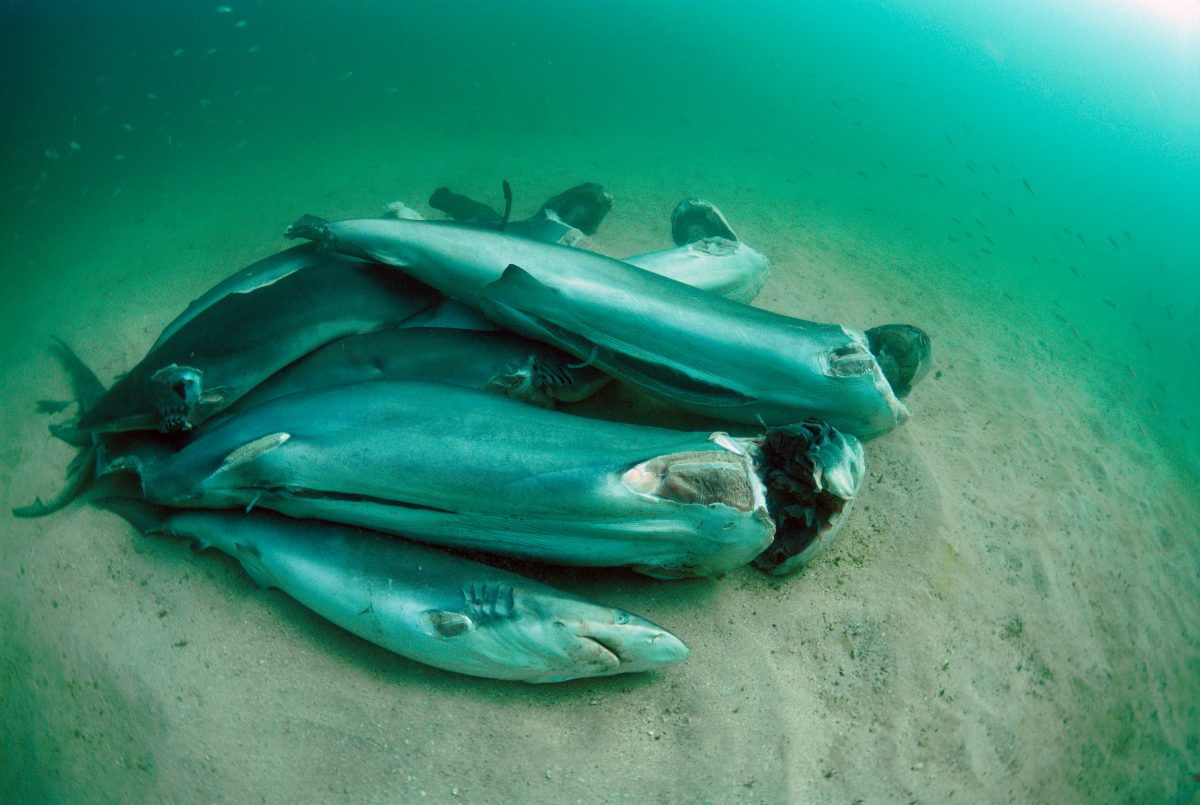 finned sharks dead on the ocean floor