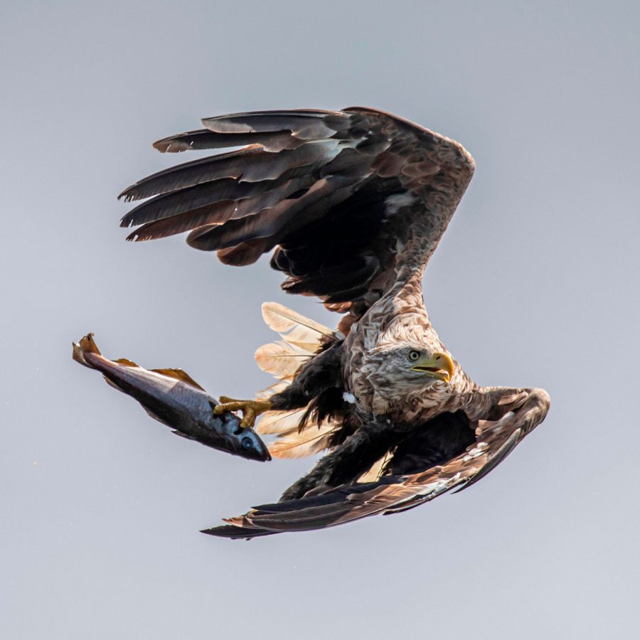 white-tailed eagle with a fish in its talon