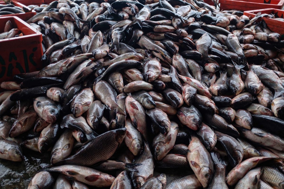 pile of fish at San Pya wholesale fish market