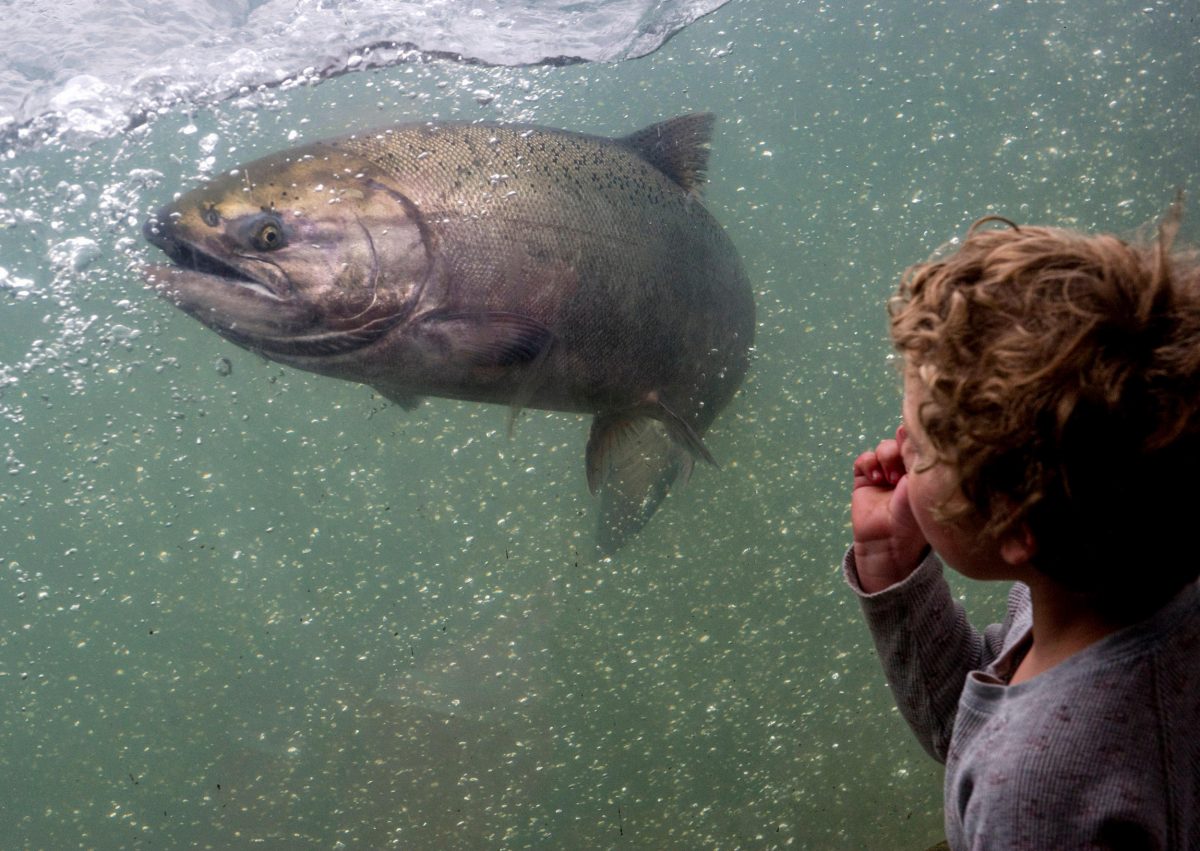 a child gazes at a chinook in a fish ladder at the Winchester Dam in Oregon
