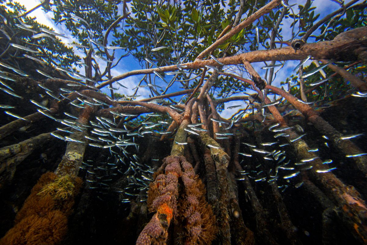 Red Mangrove (Rhizophora mangle) aerial roots providing shelter for school of small fish