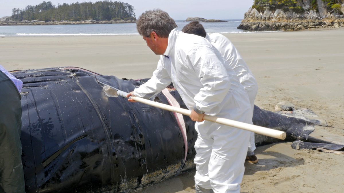 Paul Cottrelland Taylor Lehnhart to cut away the blubber from a dead humpback whale