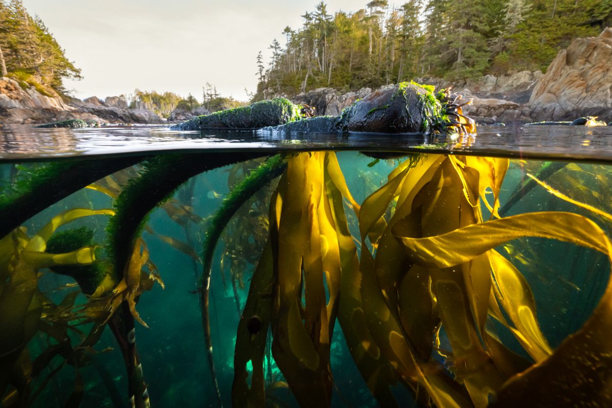 bull kelp, British Columbia