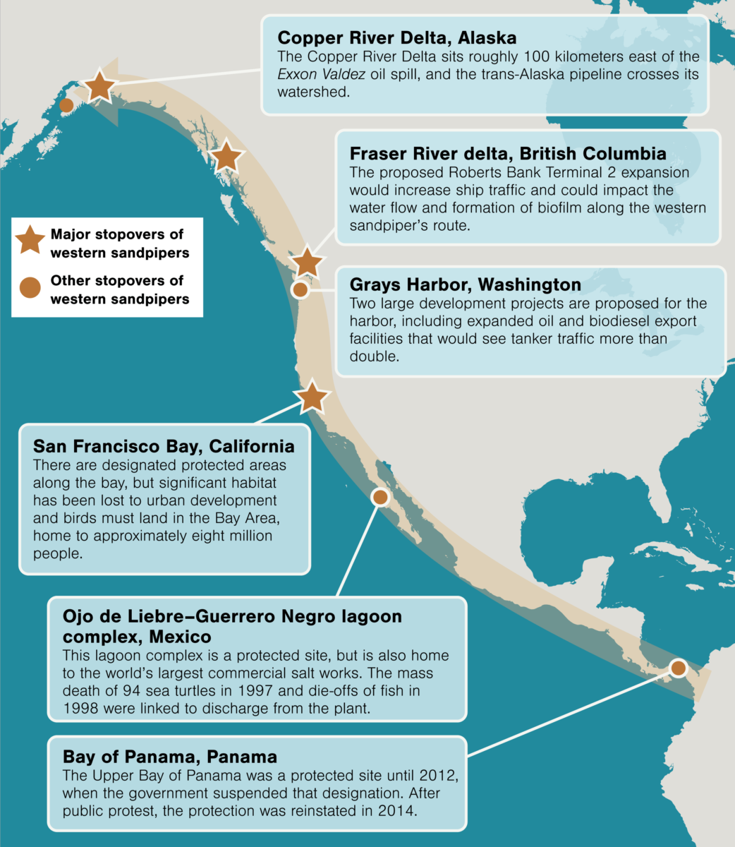 western sandpiper migration route