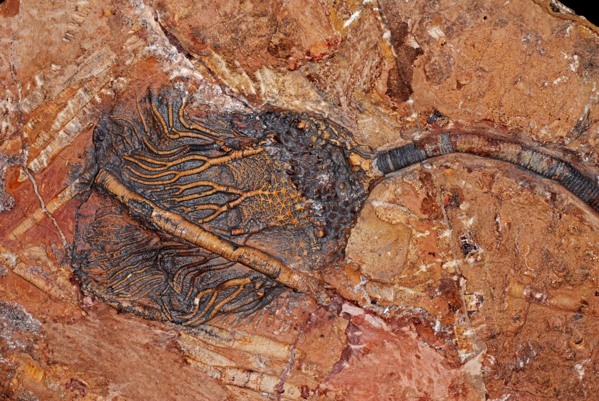 crinoid fossil