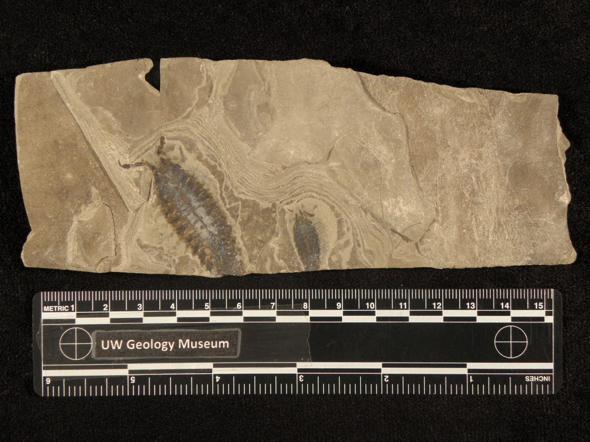 fossilized trilobite relative