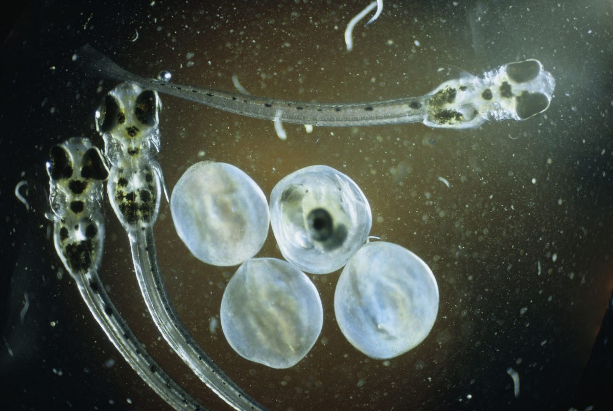 Grunion eggs and fry