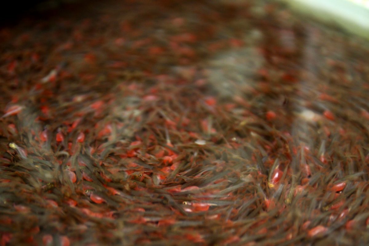 Salmon hatchlings or fry start to emerge from their eggs.