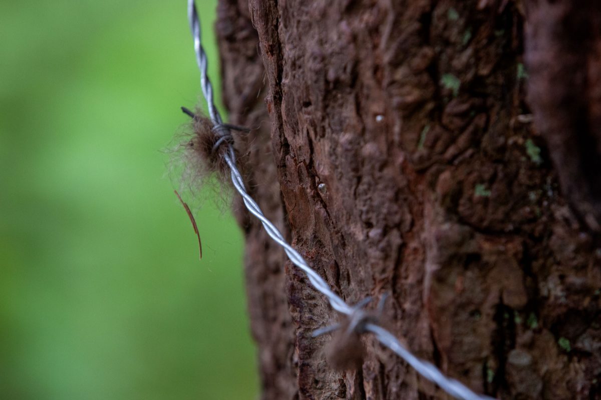 a barbed wire fur trap