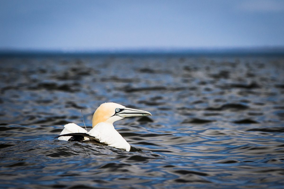a northern gannet with a satellite tracker