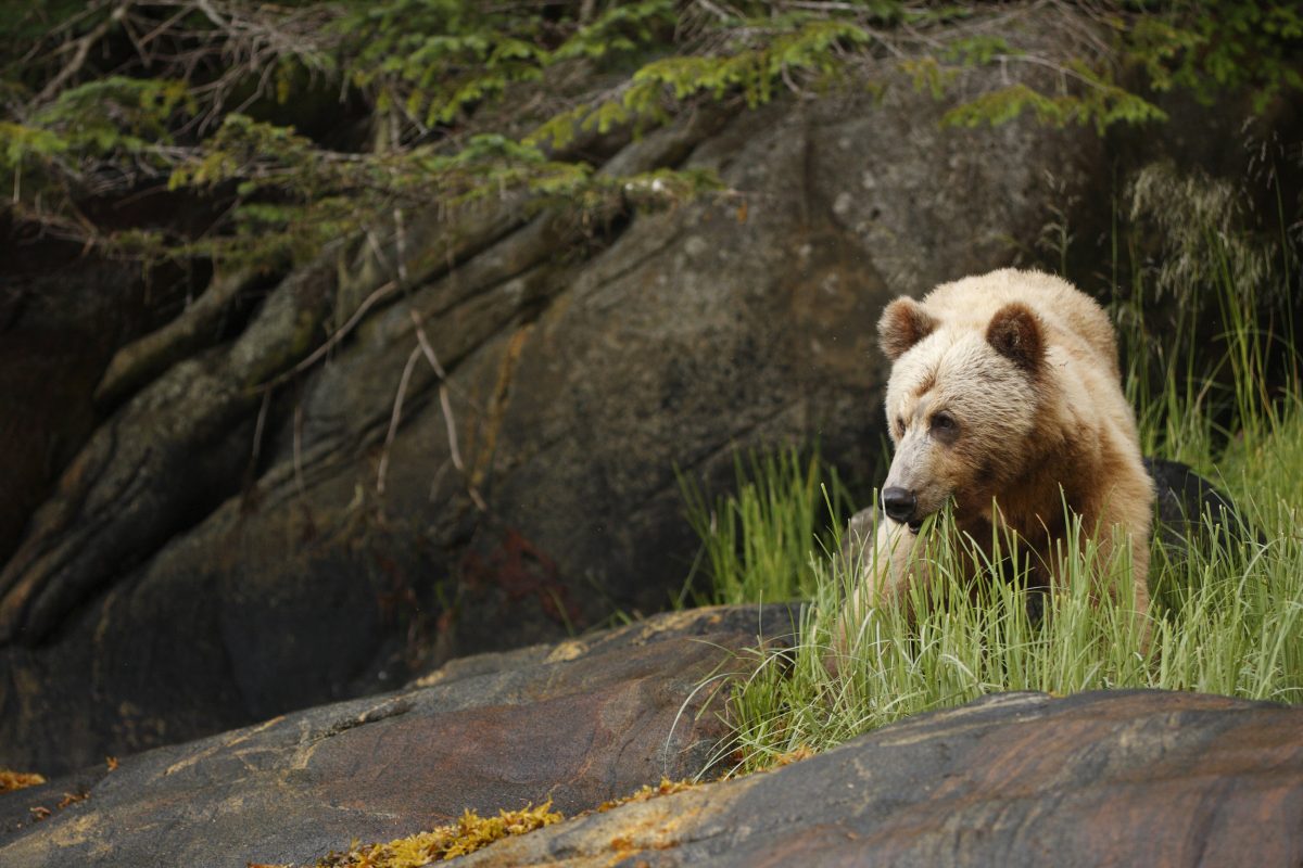 Grizzly Bear (Ursus arctos horribilis) in the Great Bear Rainforest