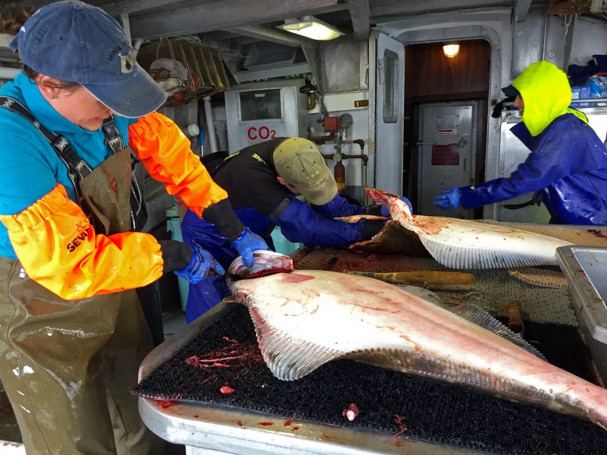 The crew of the Borealis I—Kyla Savage, Pete Wyness, and Tiare Boyes—remove the guts, gills, and gonads from freshly caught halibut. Photo by Larry Pynn