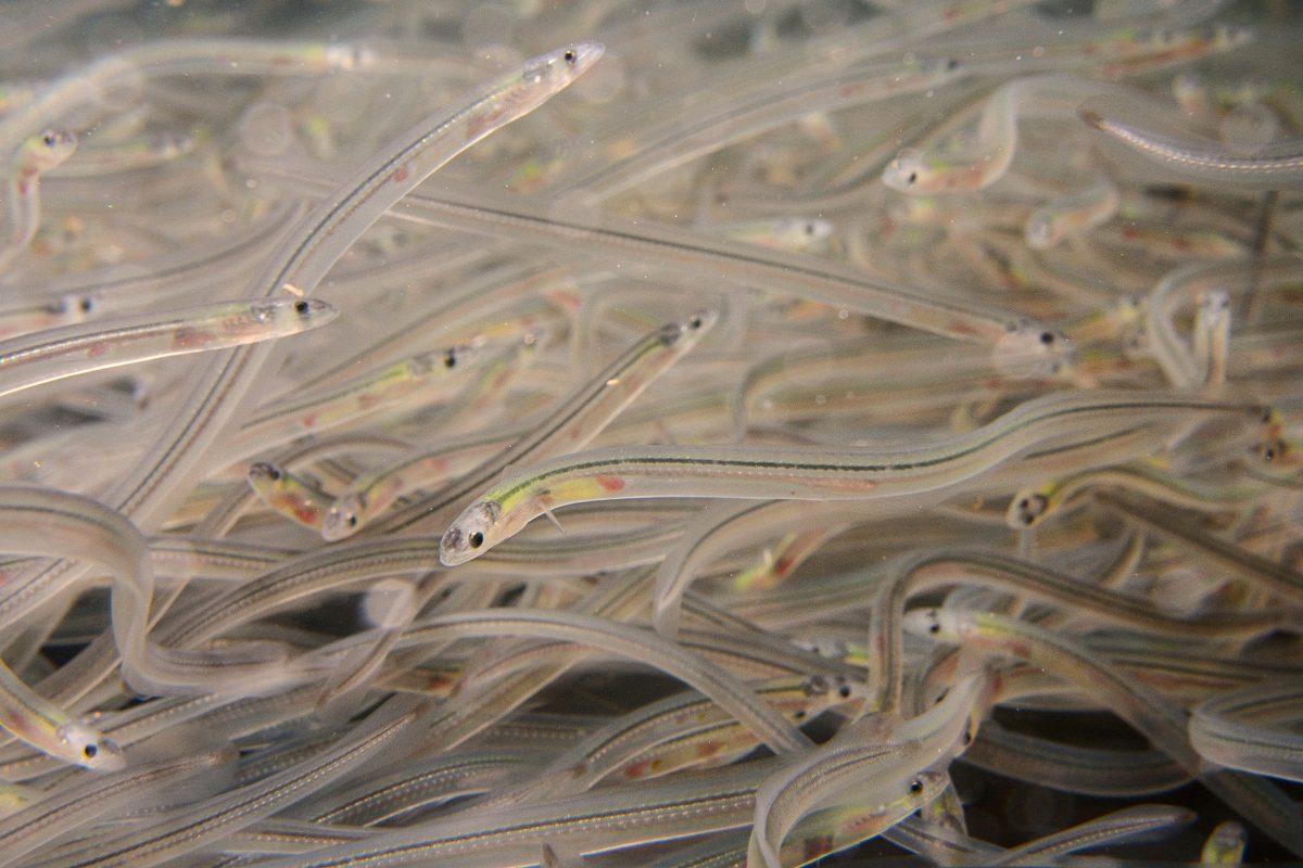glass eels