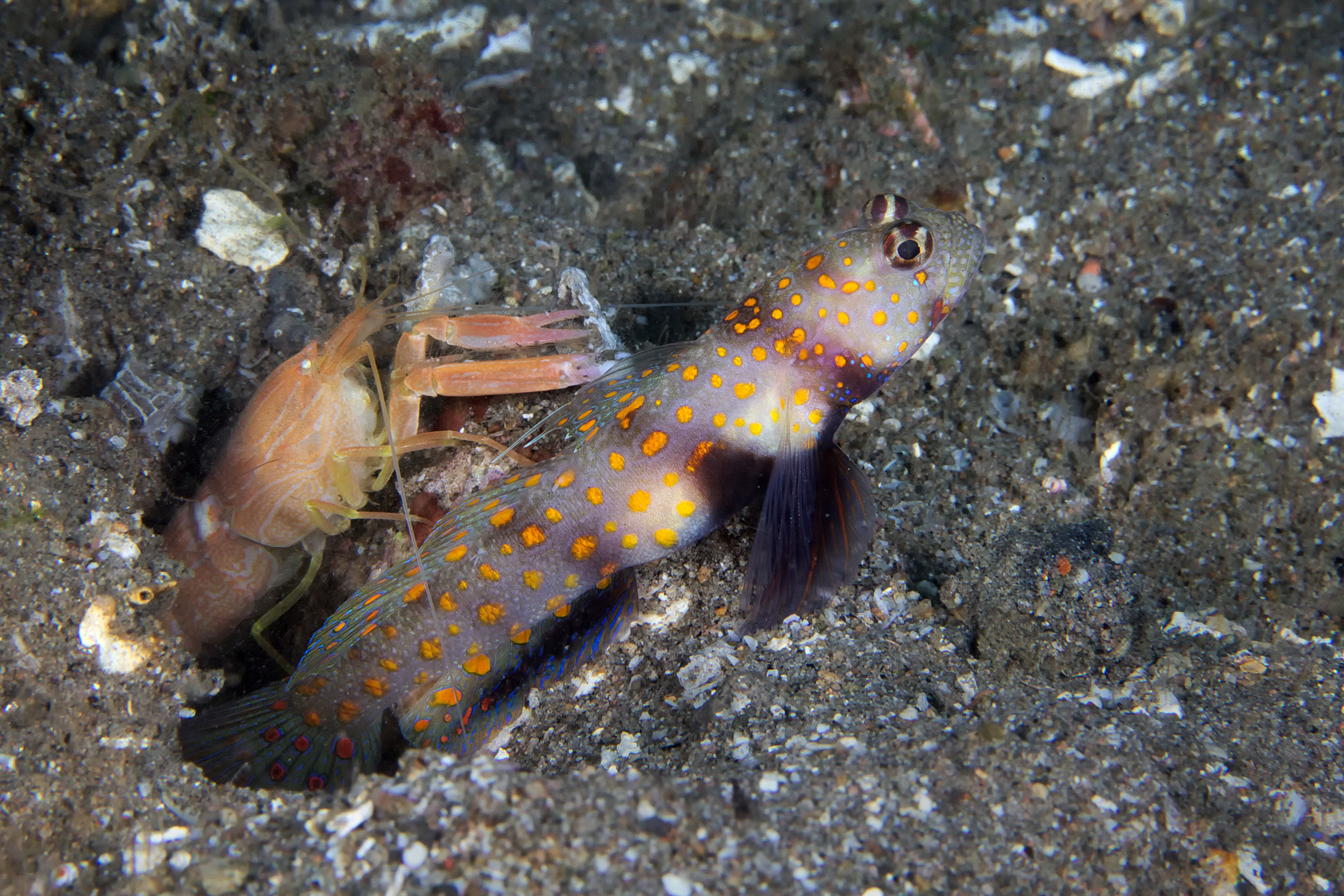 The goby (Amblyeleotris guttata) doesnâ€™t bother with camouflage or venom. 