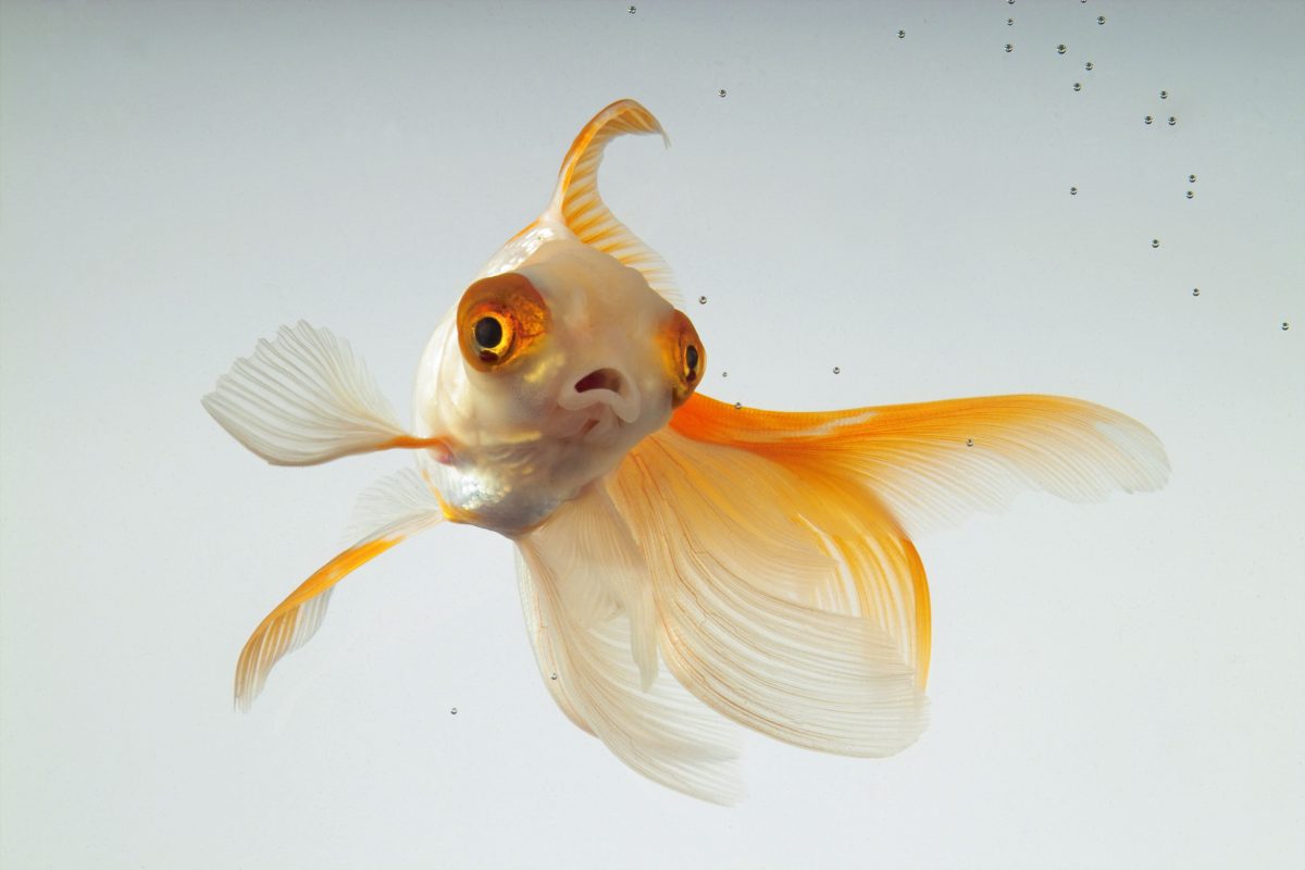 a goldfish underwater