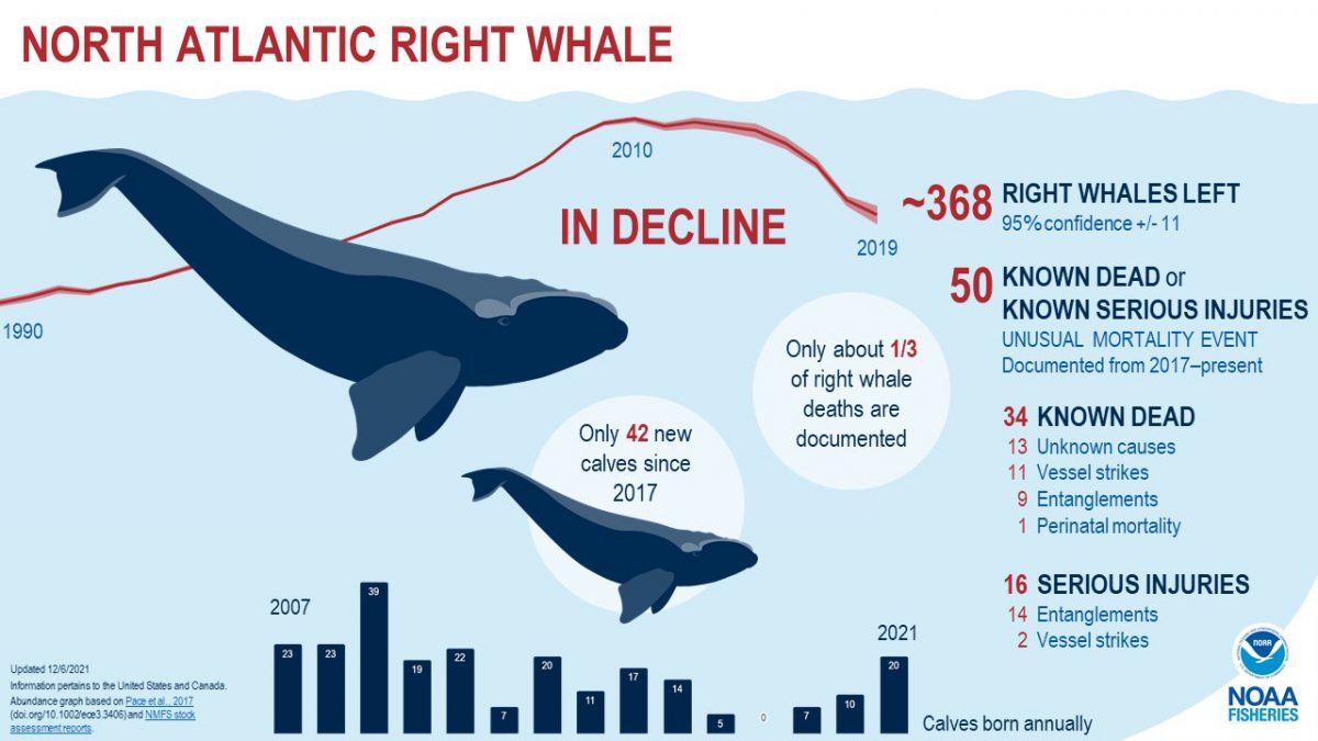 graph showing population decline of north atlantic right whales