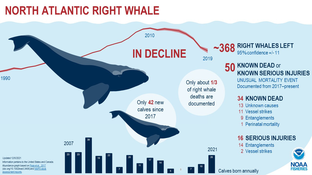 In Graphic Detail Right Whales Are Not Well Massachusetts News