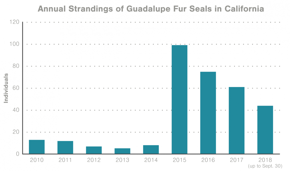 graph of Guadalupe fur seal strandings in California
