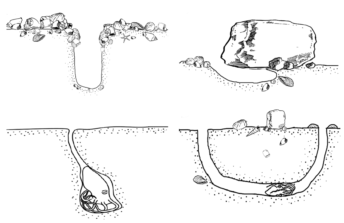 graph depicting 4 types of octopus dens