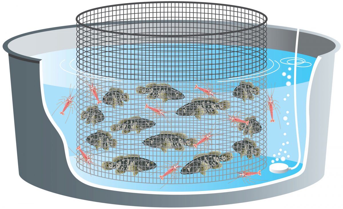 graphic showing fish and peppermint shrimp separated in a tank