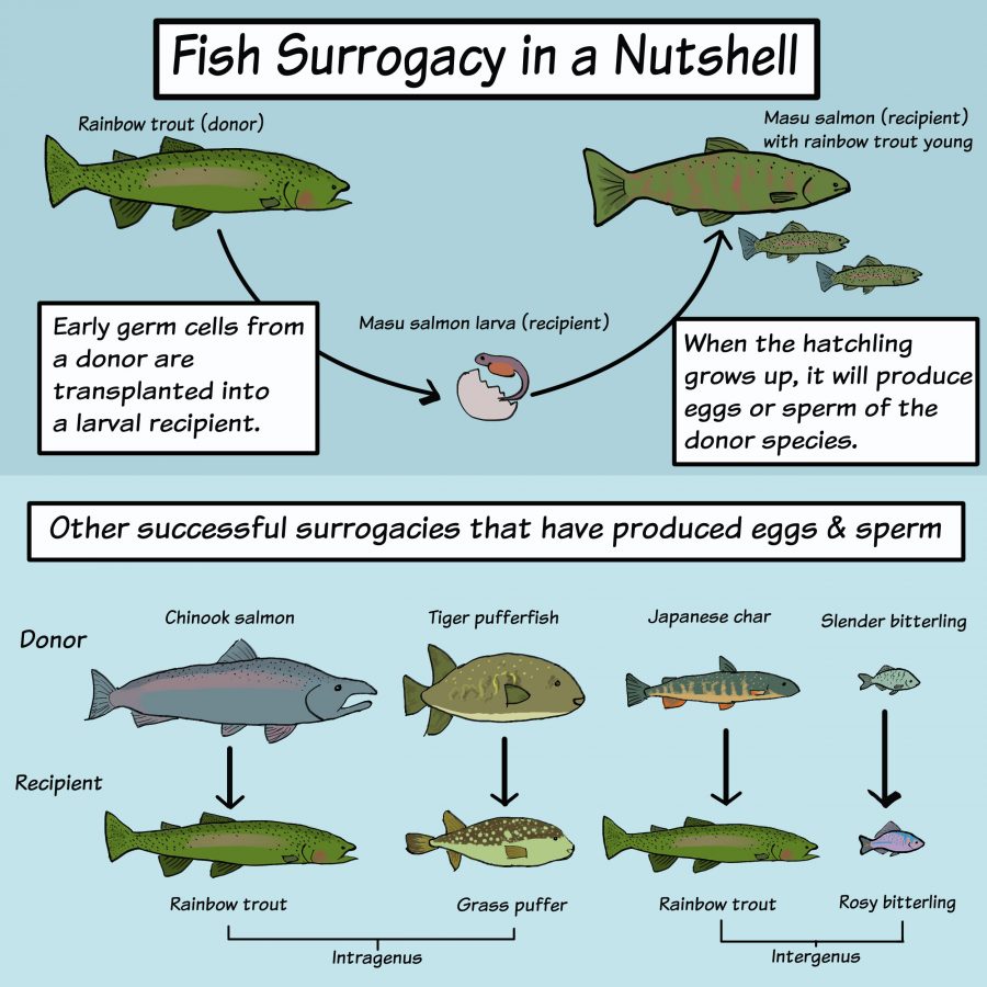 graphic showing successful fish surrogacies