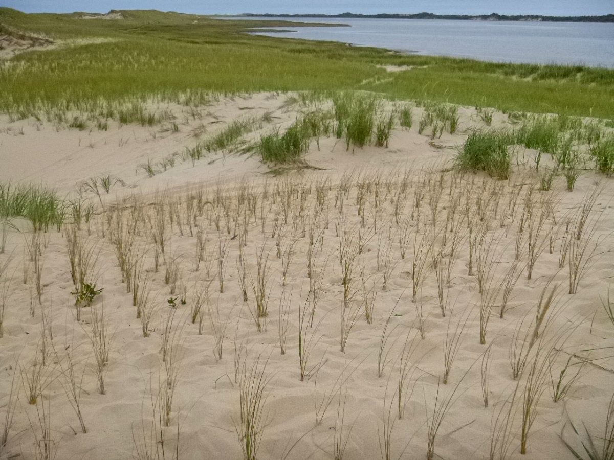 grass planted in sand dunes