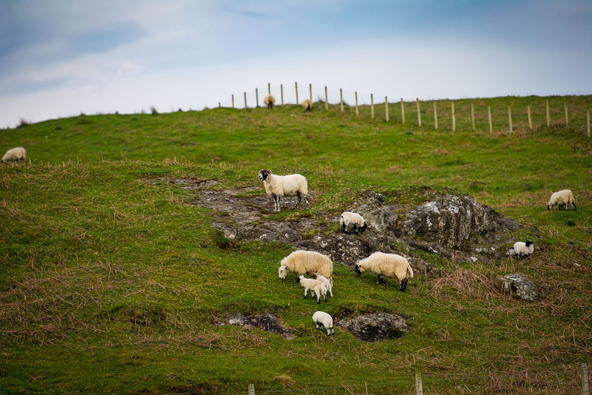 sheep grazing on the Isle of Mull, Scotland