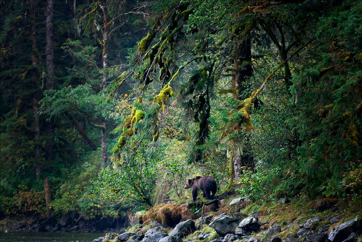 A mother grizzly searches for her cub in Mussel Inlet