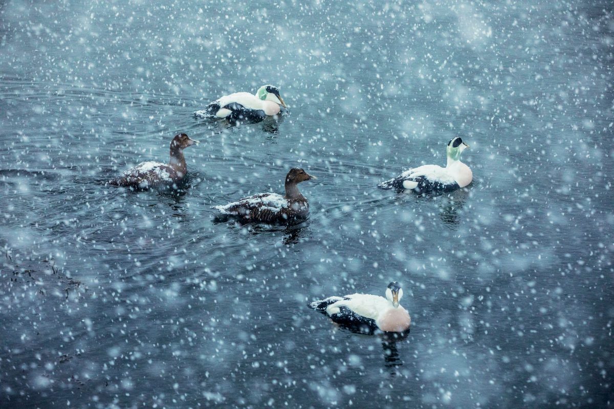 eider ducks in snow