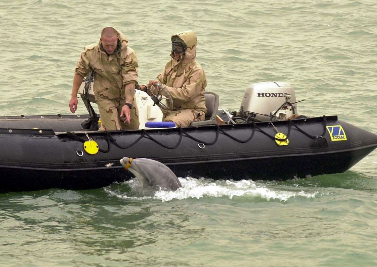 US military with mine-detecting dolphin