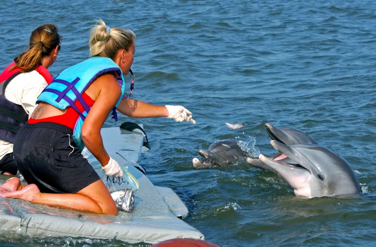 Trainers feeding dolphins that escaped from Marine Life