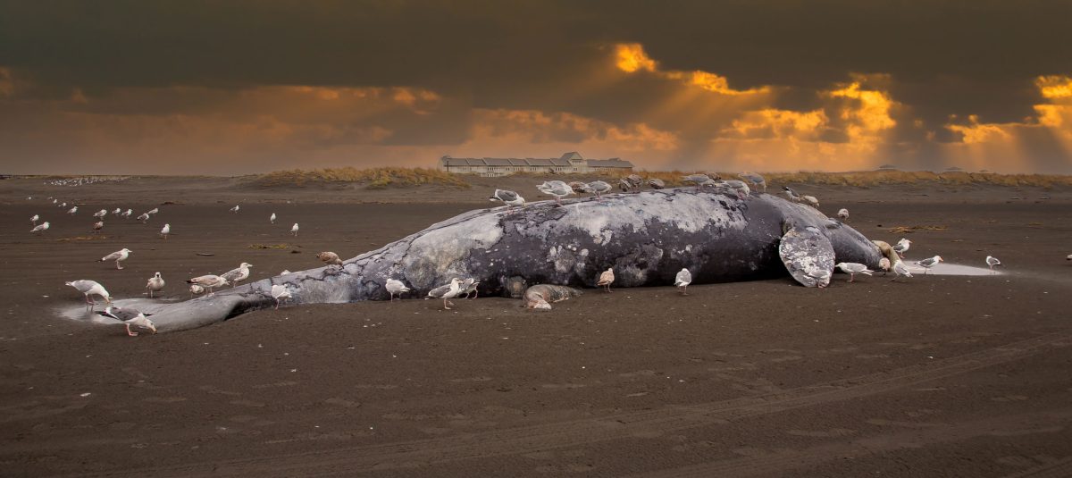 seagulls feeding on a beached, dead whale