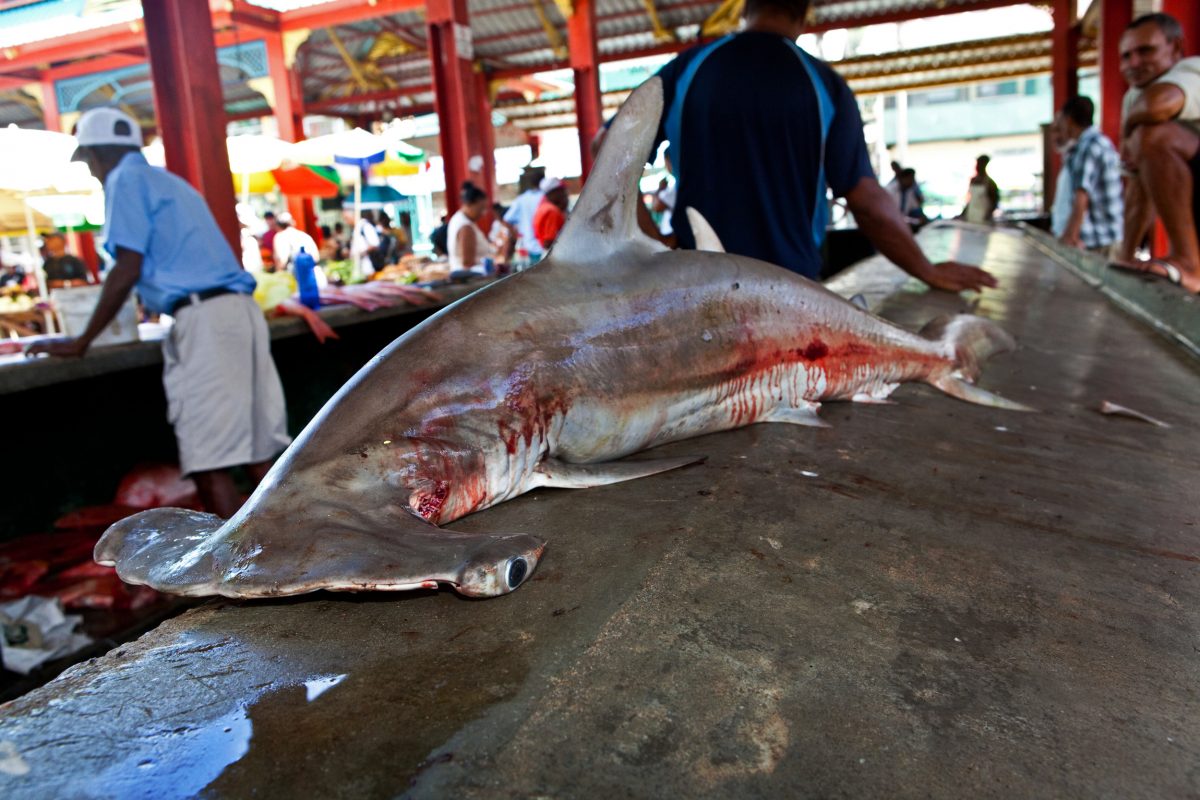 hammerhead shark for sale at fish market, Seychelles