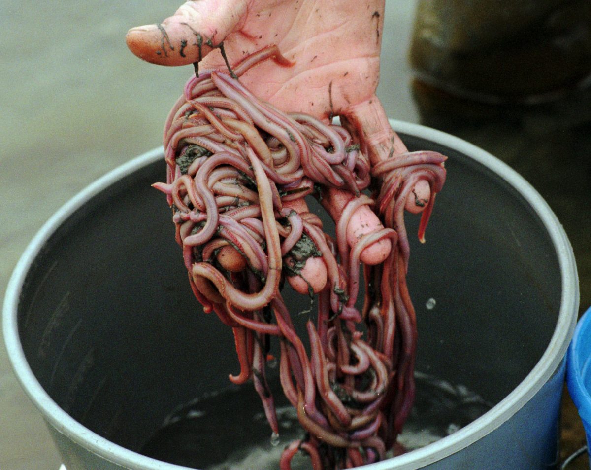 hand holding bloodworms over a bucket