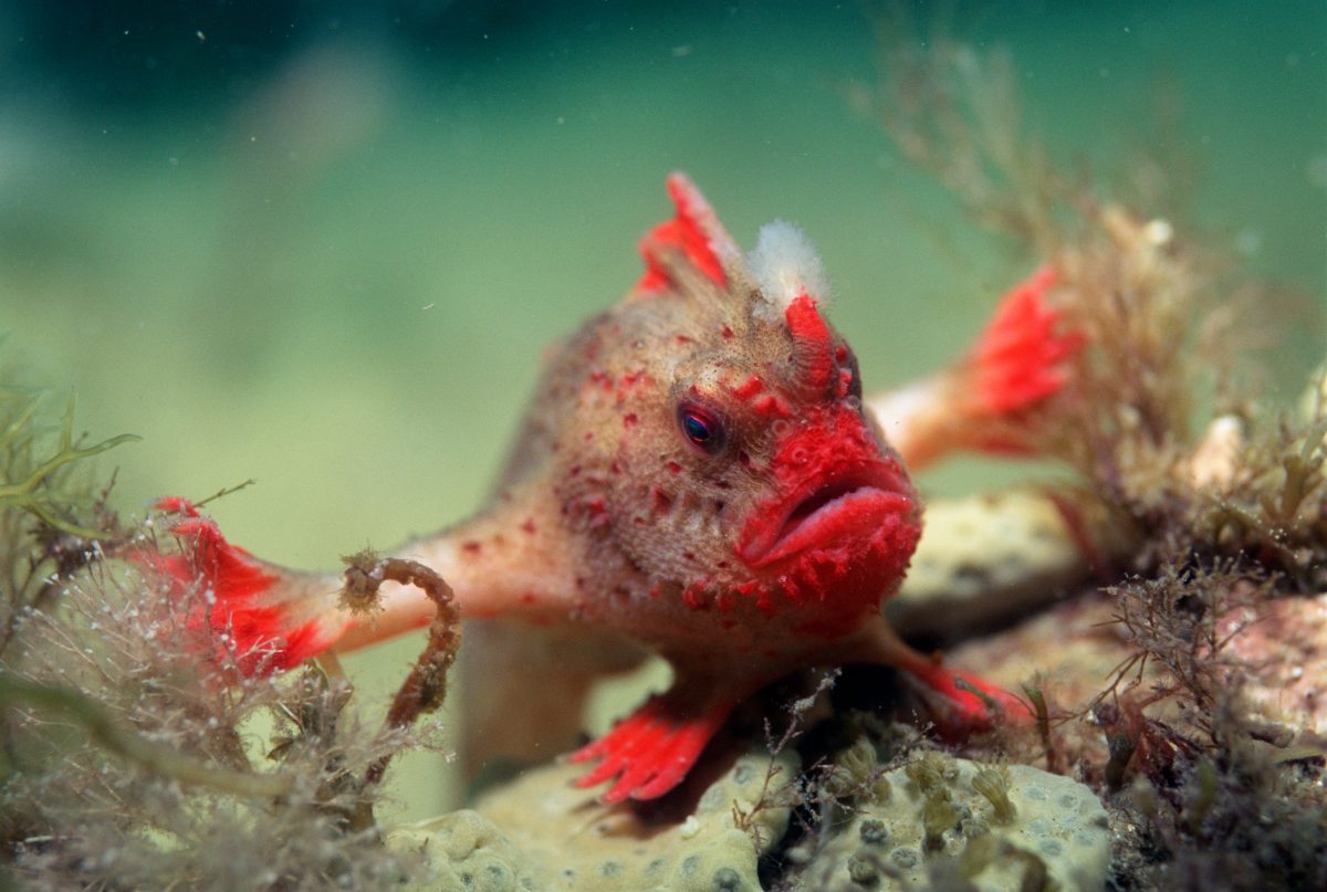 Red handfish (Brachyionichthys politus) Tasmania, Australia