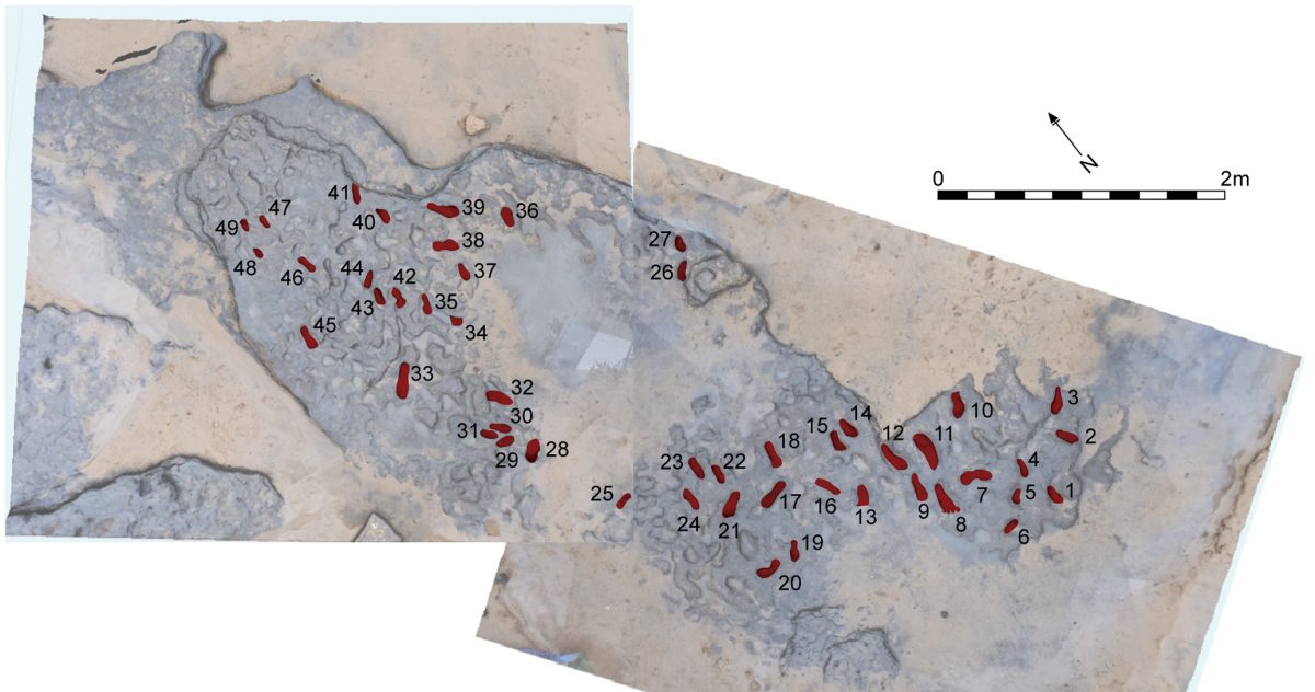 Photogrammetry of the Happisburgh footprints show the group’s orientation and direction. Photo by Ashton et al.