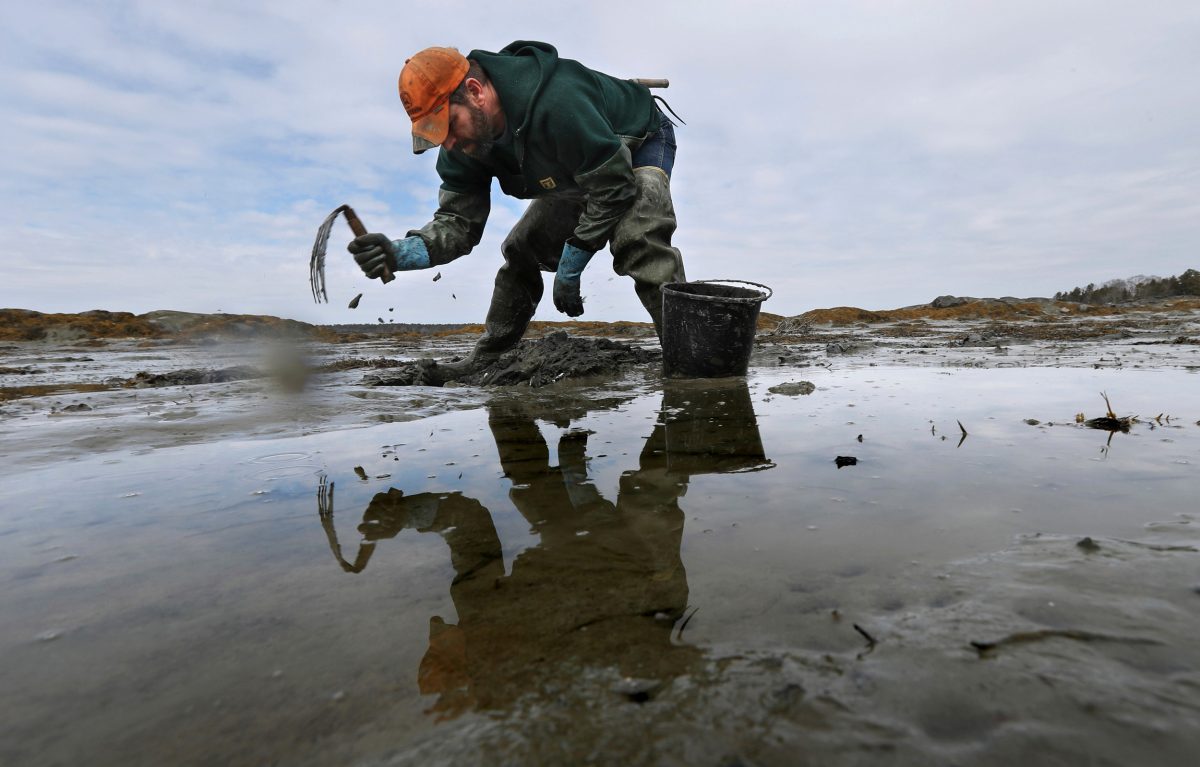 Dan Harrington digs for bloodworms on the mudflats in Freeport, Maine