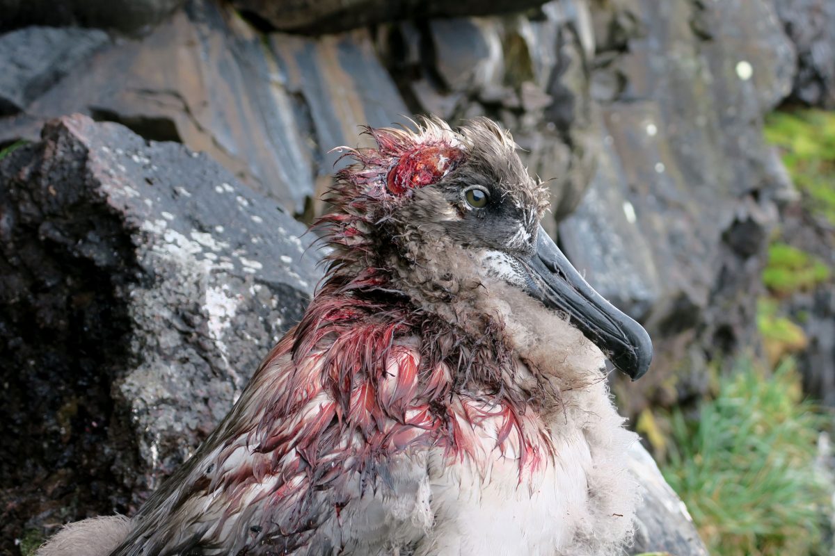 albatross with injuries from mice