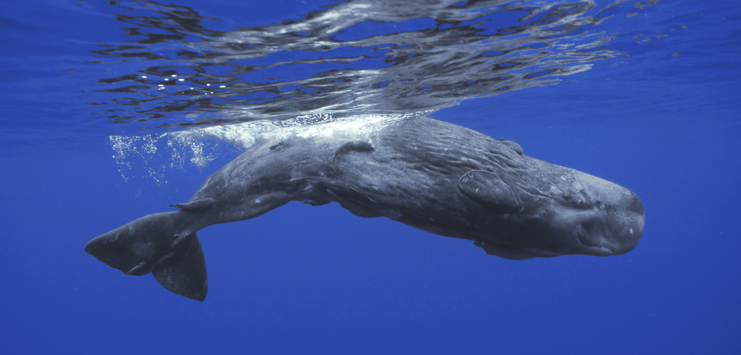 sperm whale underwater