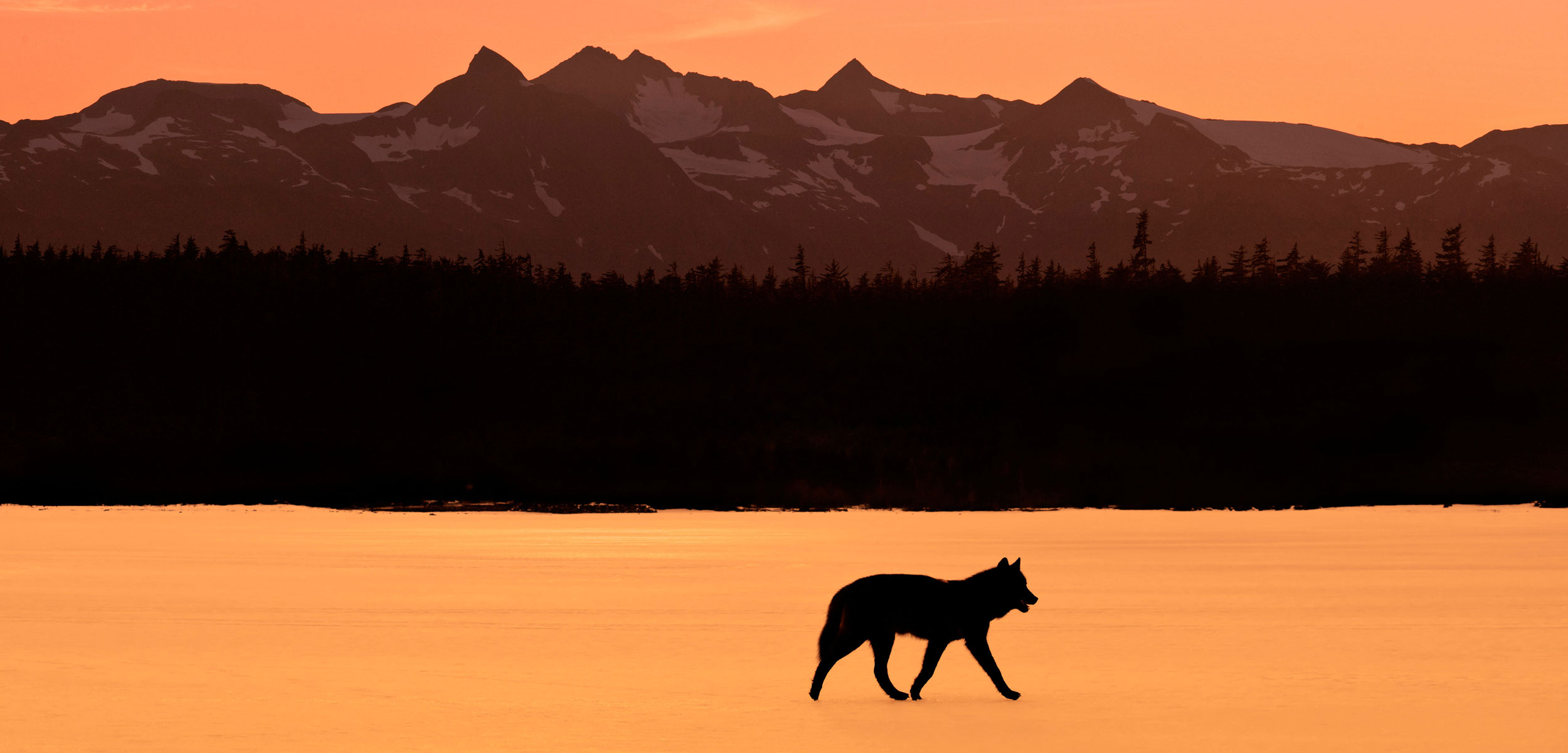 wolf Tongass National Forest, Alaska